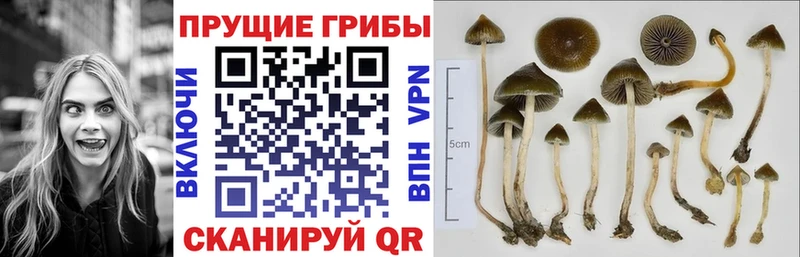 Псилоцибиновые грибы Psilocybine cubensis гидра маркетплейс Рыбное